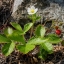 Wild strawberry seeds RUGIA