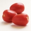 มะเขือเทศสีดา Lycopersicon esculentum Mill