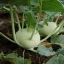 กะหล่ำปม Kohlrabi