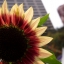 Skyscraper Helianthus Brown Center Sunflower Sunroot Flower