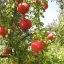 Turkey Giant Pomegranate seeds Punica Granatum Shrub Fruit Tree