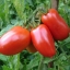 มะเขือเทศลูกท้อ Plum Tomatoes