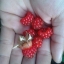 เมอเร่ เรดราสเบอรี่ (ทาบกิ่ง) raspberry