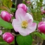 European Crab Apple Seeds Malus micromalus Midget crabapple Malus sylvestris Tree