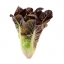 ผักสลัดเรดคอส red cos lettuce