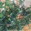 ต้นมะนาวนิ้วมือ (Finger Lime) เลือกสายพันธุ์ได้
