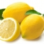 ต้นกล้า วอซิงตัน เลมอน / มะนาวฝรั่ง ( Washington Lemon. )