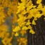 Ginkgo biloba gingko Maidenhair Tree seeds nuts Bonsai Tree