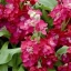 Matthiola