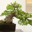 Oak Tree Seeds Bonsai Seeds Quercus Alba Acorns