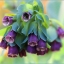 Cerinthe Honeywort Major Purpurasces Shrimp Plant Blue Purple Garden Wax Flower