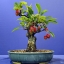 European Crab Apple Seeds(10) เมล็ดแอปเปิ้ลจิ๋ว Crab Apple 10 เมล็ด