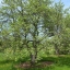 Fuji Apple, Malus pumila "Fuji"(20) เมล็ดแอปเปิ้ลฟูจิ 20 เมล็ด