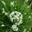 กุยช่าย Garlic chives