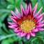 Coastal Gazania Treasure Stars Flame Treasureflower