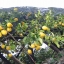 ต้นกล้า วอซิงตัน เลมอน / มะนาวฝรั่ง ( Washington Lemon. )