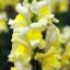 Antirrhinum majus Snapdragon Creamy Yellow