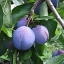 ต้นพรุน Prunes (ปักชำส่วนยอด)