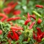 พริกขี้หนูจินดา chilli