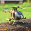 MD500 Defender RC Helicopter 6Ch