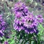 100 กรัม Lemon Mint Monarda Bergamot Bee Balm Herb Pink Flower