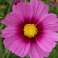 14000 เมล็ด 100 กรัม Garden Cosmos Pink Day Dream Flower