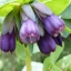 Cerinthe Honeywort Major Purpurasces Shrimp Plant Blue Purple Garden Wax Flower