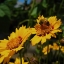 Coreopsis Sunray Tickseed Flower