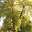 Fraxinus Common Ash Shrub golden-yellow Leaves Garden Road Tree