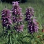 100 กรัม Lemon Mint Monarda Bergamot Bee Balm Herb Pink Flower