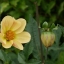 Dahlia Mignon Dinner Plate Yellow