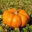 Pumpkin seeds Universal Ukraine
