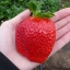 Giant Strawberries (10) เมล็ดสตอเบอร์รี่ ใจแอ้น 10 เมล็ด