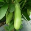 มะเขือยาวเขียว thai eggplant