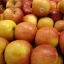 Fuji Apple, Malus pumila "Fuji"(20) เมล็ดแอปเปิ้ลฟูจิ 20 เมล็ด