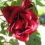 Climbing Rose Seeds Climber Deep Red Perennials Flower