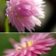 25000 เมล็ด 100 กรัม Helipterum Australian Crisp Everlasting Seed