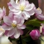 European Crab Apple Seeds Malus micromalus Midget crabapple Malus sylvestris Tree