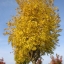 Fraxinus Common Ash Shrub golden-yellow Leaves Garden Road Tree