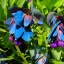 Cerinthe Honeywort Major Purpurasces Shrimp Plant Blue Purple Garden Wax Flower