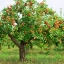 Fuji Apple, Malus pumila "Fuji"(20) เมล็ดแอปเปิ้ลฟูจิ 20 เมล็ด