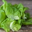 ผักสลัดบัตเตอร์เฮด Butterhead Lettuce