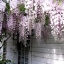 Wisteria Seeds Tree Seeds Wisteria sinensis Chinese Wisteria Vine Purple Flowers