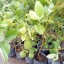ต้นเลมอนสเปน กิ่งตอน Lemon spain
