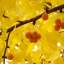 Ginkgo biloba gingko Maidenhair Tree seeds nuts Bonsai Tree