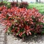 Photinia fraseri frasery serrulata Red tipluohu Flower