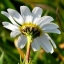 Chamomile Chamaemelum Garden Apple Anthemis nobilis Flower