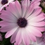 Dimorphotheca Sinuata African Daisy Purple Pink Gold Yellow Red Mixed Colors Garden Flower