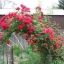 Climbing Rose Seeds Climber Fire Red Perennials Flower