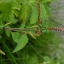 100 กรัม 161000 เมล็ด Herba Schizonepetae Jing Jie Herb Seeds Medical Uses Elsholtzia ciliata Chinese Mint Shrub
